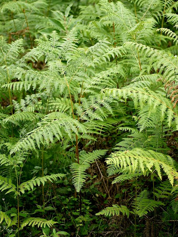 https://de.wikipedia.org/wiki/Adlerfarn#/media/Datei:Pteridium_aquilinum_(habitus).jpg