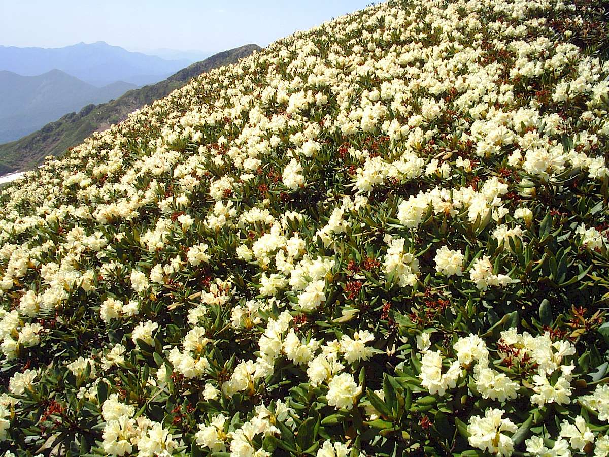 https://de.wikipedia.org/wiki/Rhododendren#/media/Datei:Рододендрон_Кавказский.jpg