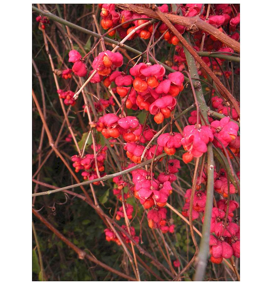 https://de.wikipedia.org/wiki/Gewöhnlicher_Spindelstrauch#/media/Datei:Euonymus_europaeus_fruit_2_a.jpg