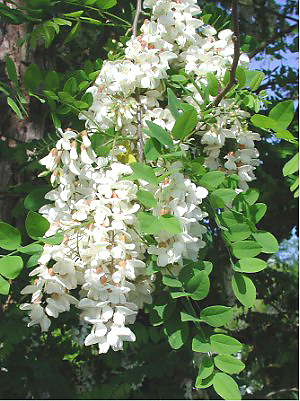 https://de.wikipedia.org/wiki/Gewöhnliche_Robinie#/media/Datei:Robina9146.JPG