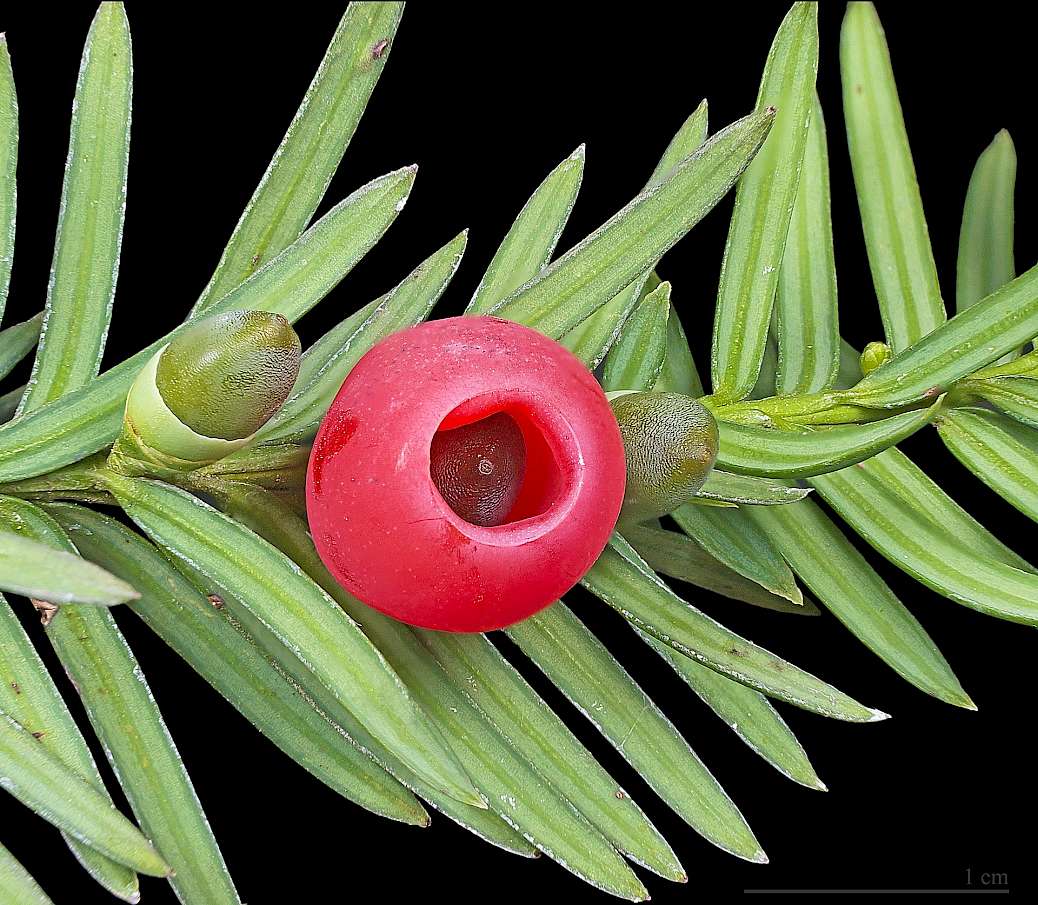 https://de.wikipedia.org/wiki/Eiben#/media/Datei:Taxus_baccata_MHNT.jpg