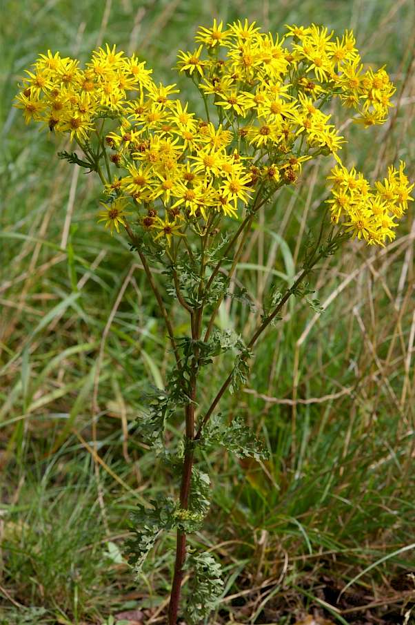 https://de.wikipedia.org/wiki/Jakobs-Greiskraut#/media/Datei:SenecioJacobaeaJacobaea.jpg