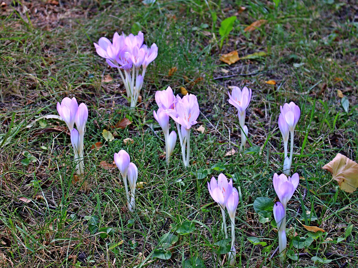 https://de.wikipedia.org/wiki/Herbstzeitlose#/media/Datei:Herbstzeitlose_IMG_9952-2.jpg