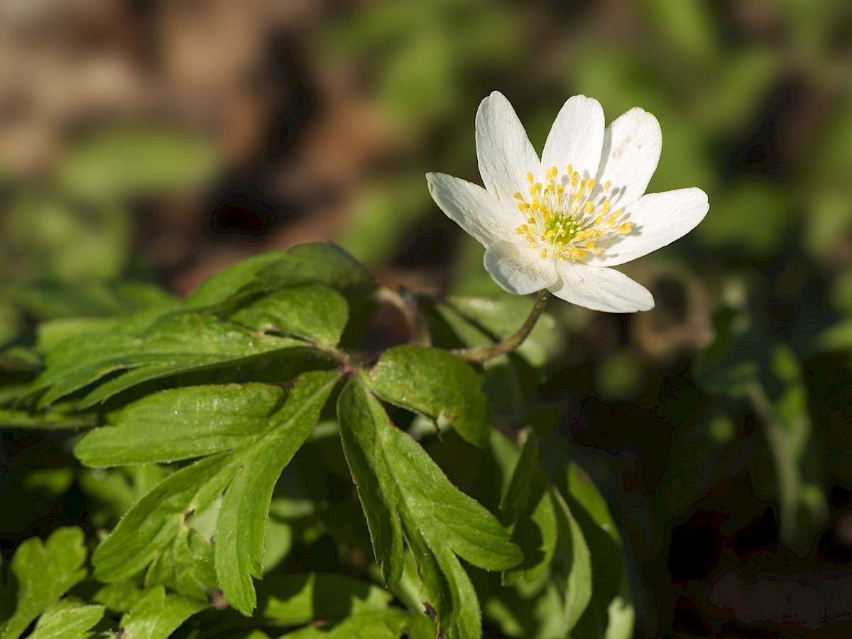 https://de.wikipedia.org/wiki/Buschwindröschen#/media/Datei:Anemone_nemerosa_LC0124.jpg